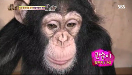 서울서 나고 자란 침팬지 광복·관순이 ‘반출’…고려장 아니면 뭐야