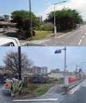 “40년 왕벚나무는 우리 역사”…제주 가로수 벌채에 분노한 할머니들