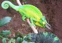 고향 떠난 카멜레온이 하와이서 더 화려해진 까닭