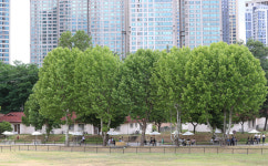 [만리재사진첩] 10일 개방하는 용산공원 가보니