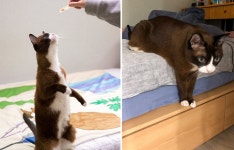 16살 고양이 ‘대학 보내기 프로젝트’…홍조는 묘르신