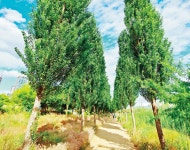 강가에 있어도 마을에 있어도, 숲은 ‘추억 길’ 통로