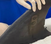 5살에 수족관 갇힌 비봉이…22살에 고향바다의 자유를 만났다