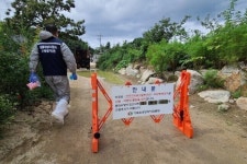 아프리카돼지열병, 춘천 인근 번지는듯…양돈농장 비상