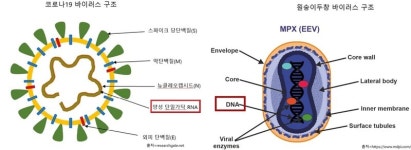 다음 팬데믹 주인공도 ‘변신의 귀재’ RNA 바이러스다
