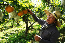 파주 민통선의 가을, 환경·건강 챙긴 ‘유기농 배’가 자란다