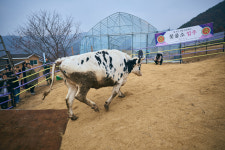 다른 소들은 가지 못한 길…3살을 먹고, 인제에서 늙어가려네