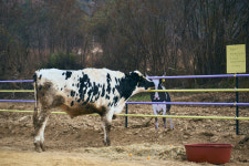 다른 소들은 가지 못한 길…3살을 먹고, 인제에서 늙어가려네