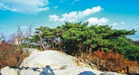 ‘겨울 북한산 외로울라’…바람은 쉬지 않고 숲 흔든다