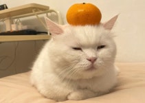 히끄와 미래냐, 집사의 도리냐…둘 다 놓치지 않을테야