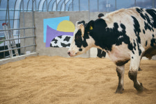 드라마 찍다 죽은 말, 아나콘다 물고 논 돌고래 [2022 동물뉴스]