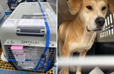 도사견 ‘삼순이’이 뜬장 벗어나던 날…새 삶 찾은 200마리 개