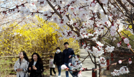 역대 두번째로 빨리 핀 서울 벚꽃…여의도 봄꽃축제 4월4일 [포토]