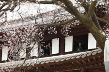 살구꽃 활짝 핀 덕수궁 석어당 [포토]