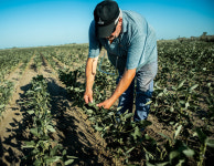 곡물 대국 아르헨티나, 가뭄에 콩 생산 23년만에 최저 예상