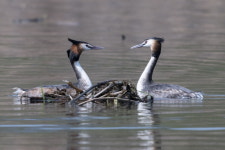 뿔논병아리 부부의 데칼코마니 같은 사랑