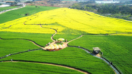 청보리와 노란 유채꽃 넘실대는 고창으로 오세요~