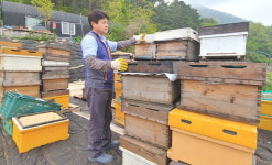벌 141억마리 떼죽음…꿀 다 떨어진 4월