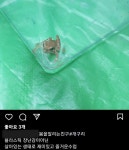 집에서 개구리∙미꾸라지 만지며 오감 교육?…동물학대 논란