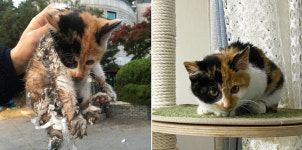 ‘구조’된 멍냥이 8마리 놀라운 변화…묵은 털 벗겨내자 숨은 미소가