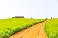 봄철 한정판 ‘청보리 밭멍’ 즐길 수 있는 곳 [ESC]