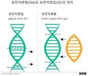 유전자‘편집’ 겨잣잎 샐러드 나왔다…GMO와 뭐가 다르지?