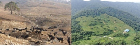 염소들이 ‘무등산 초록’ 파괴자…40년 방목 여파, 복구 나서