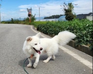 동물병원 스스로 찾아온 강아지는 너뿐이야, 아토