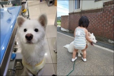 동물병원 스스로 찾아온 강아지는 너뿐이야, 아토