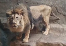 갈비뼈 보이는 사자, 김해→청주 갈 준비 잘 되고 있나요?