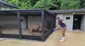 ‘갈비뼈 사자’의 비포 앤 애프터…닭·소고기 4㎏ 뚝딱 ‘으르렁’