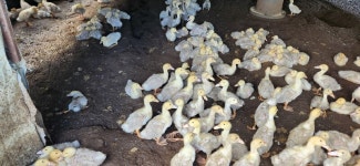 “오리가 물에 빠져 죽었다믄 믿겄어요?”…폭우의 상처