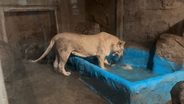 사자 바람이는 괜찮다지만…부경동물원 친구들의 미래는?