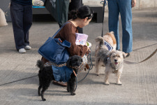 [현장] “왈왈” 관객 평점은요?…반려견 동반 상영회 가보니