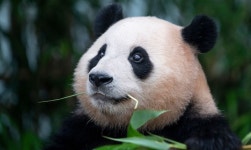 4월에 가는 푸바오, 중국과 사이 좋아지면 돌아올 수도 있나요