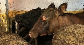 190m에 소 2만마리 ‘죽음의 배’…이 눈을 똑바로 볼 수가 없다