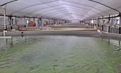 “서해서도 하천을 거슬러 오를 연어를”…충남 미래 수산양식 전략