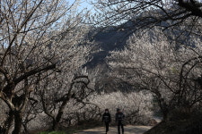 [만리재사진첩] 꽃샘추위 물러가고 흐드러지게 핀 매화꽃