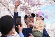 [포토] 워싱턴·도쿄 등 세계 벚꽃 명소는 이미 활짝