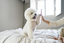 10명중 7명 “반려세 도입, 동물 양육자 책임 강화에 효과”