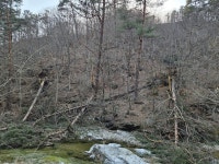 태풍도 못 건드린 ‘왕의 나무’ 금강송 260그루 떼죽음…뿌리째 뽑혀