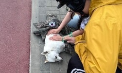 차에 치인 유기견 숨 거둘 때까지…군복 덮어 지켜준 군인