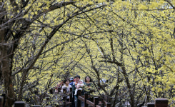 구례 체류인구는 거주인구 18배…“산수유 마을 상춘객 효과”