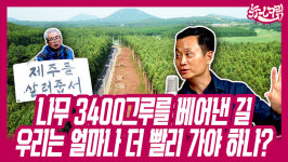 제주 도로 확장에 베어낸 삼나무 3400그루, 벌목은 현재 진행형 [뉴스크림]