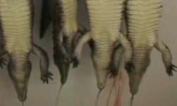 에르메스 백 하나에 악어 4마리...“목 반 잘린 채로 피 뿜어”