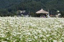 정지용의 옥천, 이효석의 봉평…문학작품 속 ‘그곳’을 가다[책&생각]