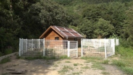 [영상] 사육 공장·실험실은 잊고…진흙 밭 구르며 행복해야 ‘돼지’