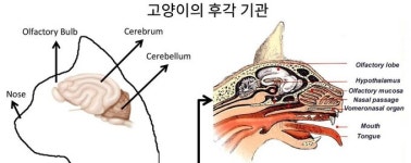 좋은 것 주고 싶은데…먹던 것만 고집하는 고양이들, 왜?