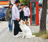 댕댕이의 서울살이 행복한가요?