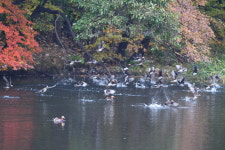 호수 물들인 단풍처럼…가을빛 원앙들의 ‘나는 솔로’